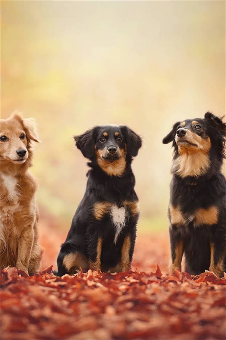 图片 比熊幼犬需要剃毛吗？幼犬护理全指南：科学剃毛方法与健康注意事项1.jpg