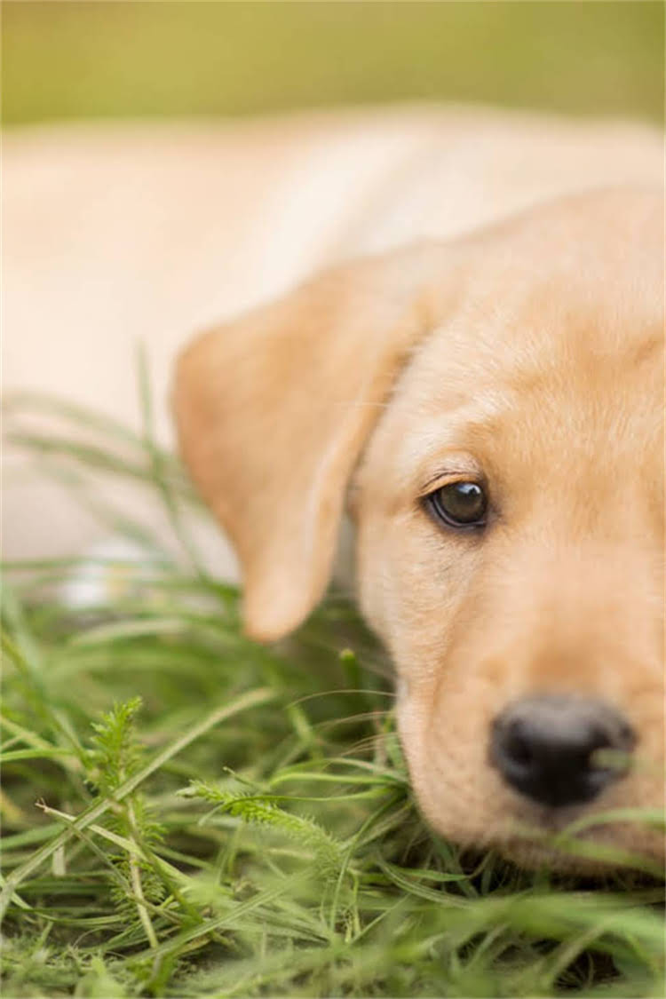 图片 比熊换牙期补钙全攻略：科学方法与注意事项，家长必看！.jpg