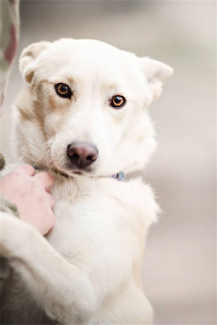 图片 比熊换牙期补钙全攻略：科学方法与注意事项，家长必看！1.jpg