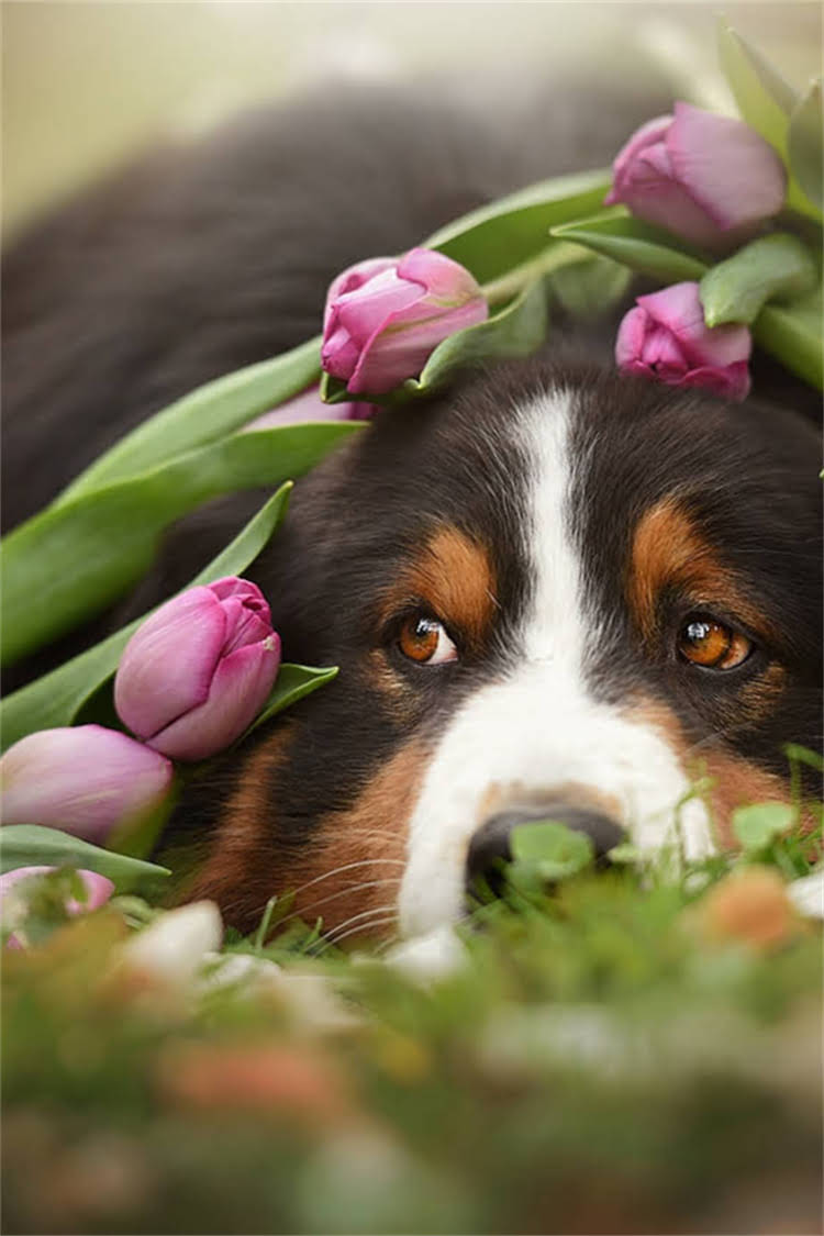 图片 比熊换牙期补钙全攻略：科学方法与注意事项，家长必看！2.jpg