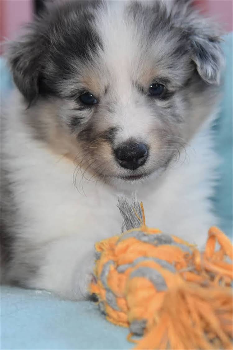 图片 比熊犬VS萨摩耶：价格差异全及饲养成本对比（最新数据）.jpg