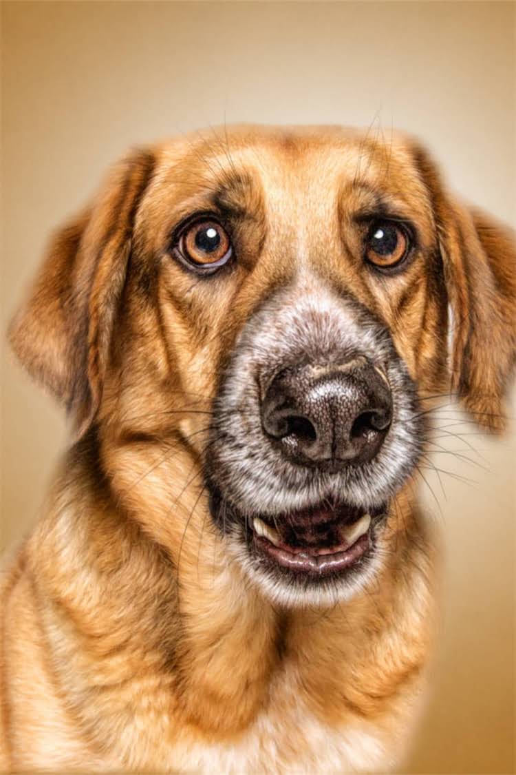 图片 比熊犬VS萨摩耶：价格差异全及饲养成本对比（最新数据）1.jpg