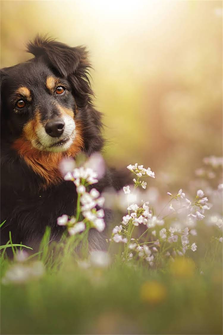 图片 比熊犬VS萨摩耶：价格差异全及饲养成本对比（最新数据）2.jpg