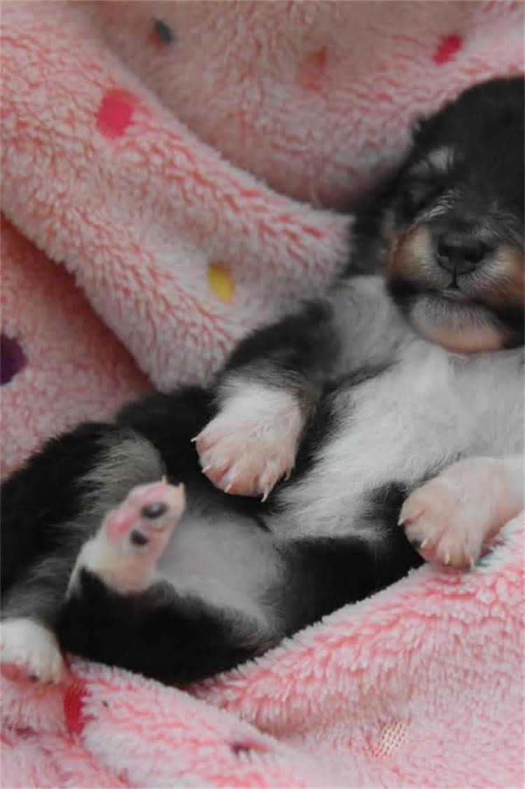 图片 比熊犬vs博美犬价格对比最新：哪种更值得入手？2.jpg