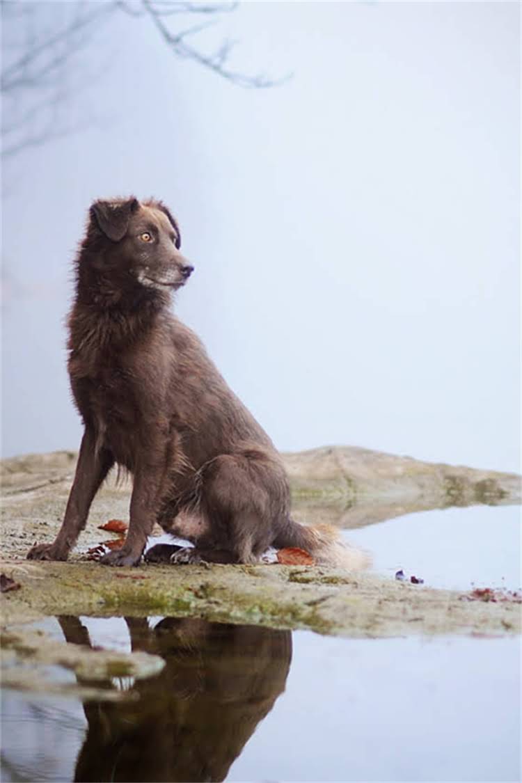 图片 比熊犬vs泰迪犬：如何快速区分品种特征及饲养指南.jpg