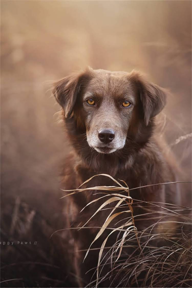 图片 比熊犬vs泰迪犬：如何快速区分品种特征及饲养指南2.jpg