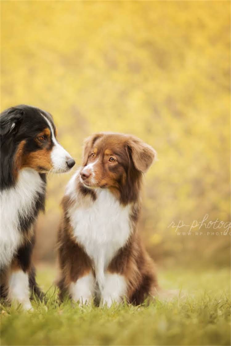 图片 比熊犬vs爆毛比熊犬：毛茸茸萌宠的三大核心区别与饲养指南1.jpg