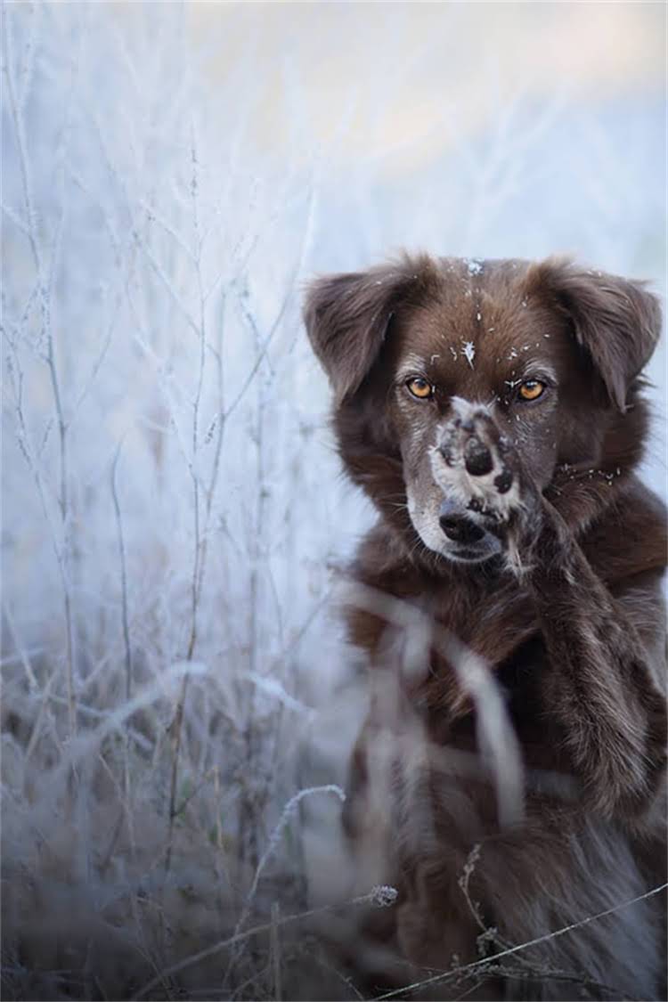 图片 比熊犬vs爆毛比熊犬：毛茸茸萌宠的三大核心区别与饲养指南2.jpg