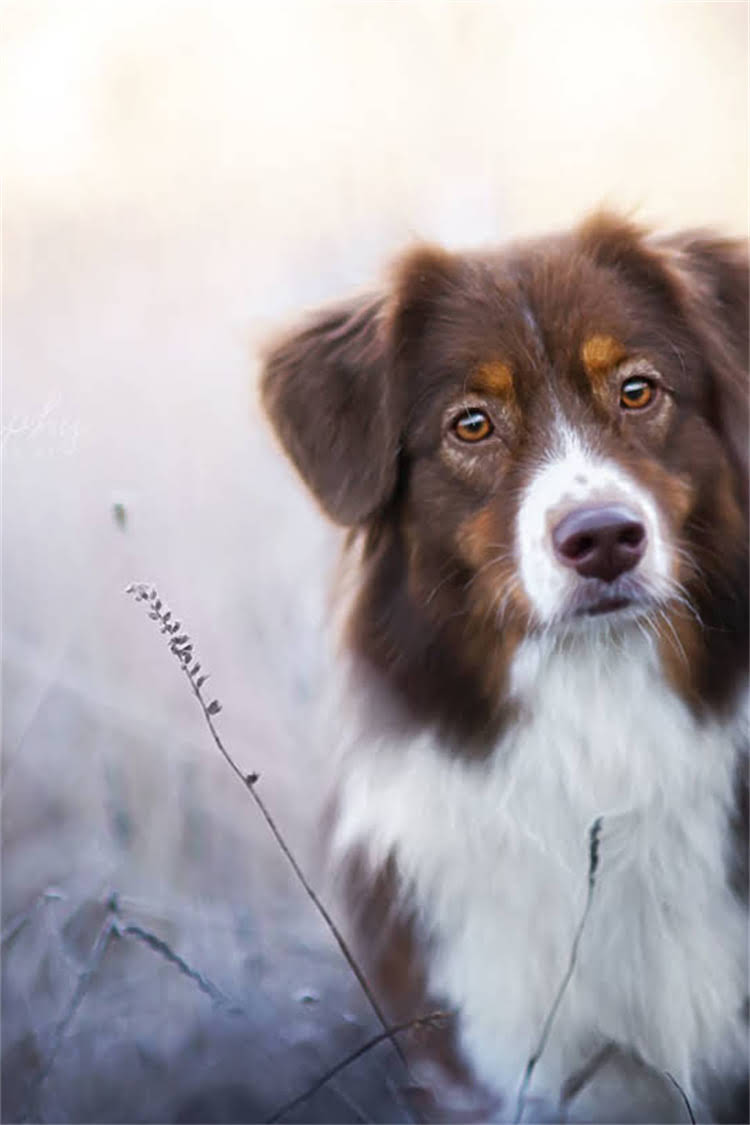 图片 比熊犬×博美串串培育全指南：品种特性、养护要点与注意事项.jpg