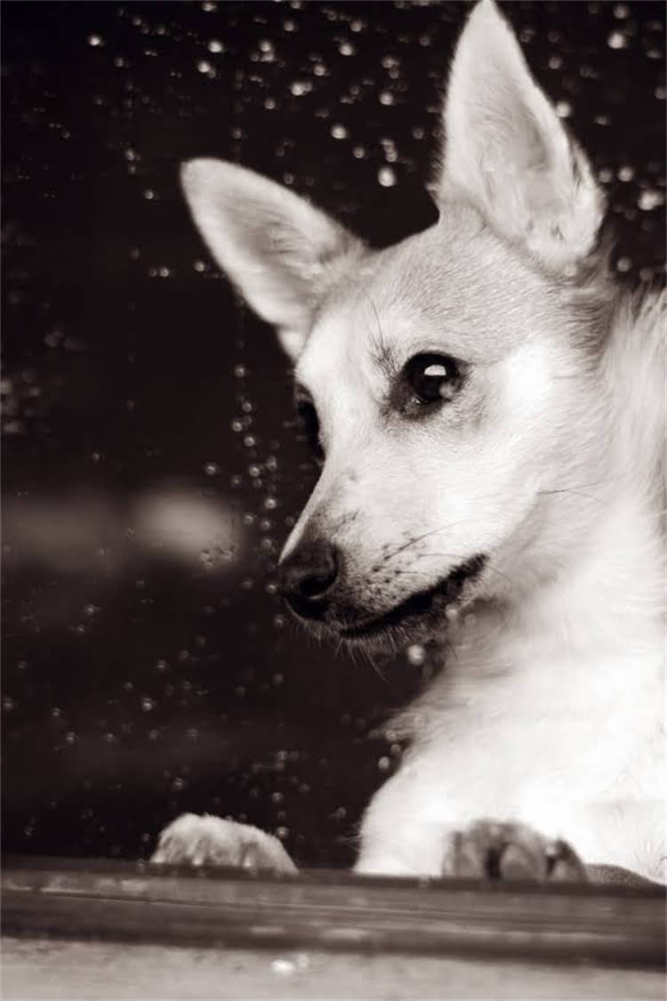图片 比熊犬×博美串串培育全指南：品种特性、养护要点与注意事项1.jpg