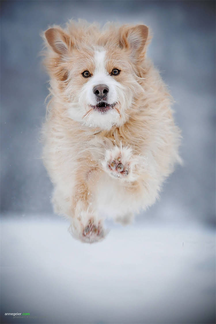 图片 比熊犬与贵宾犬5大核心差异：品种特性、饲养成本、性格特点全对比.jpg