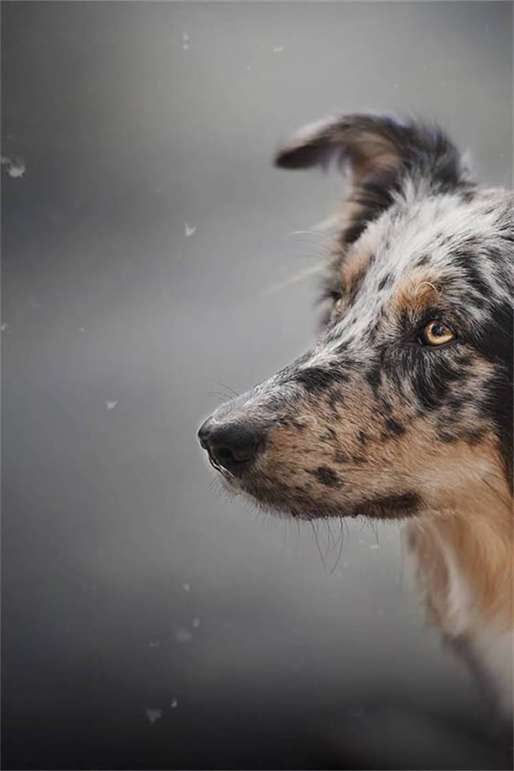 图片 比熊犬专用沐浴露推荐榜单TOP10，宠物医生教你选对不伤毛！附选购避坑指南2.jpg