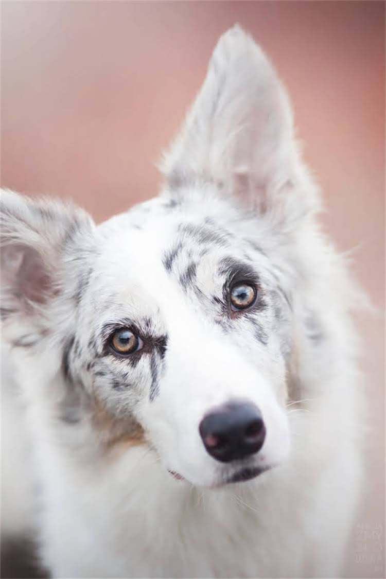 图片 比熊犬专用消炎药推荐及使用指南：如何安全缓解炎症？附用药禁忌与应急处理1.jpg