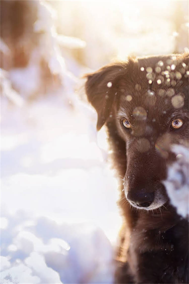图片 比熊犬专用消炎药推荐及使用指南：如何安全缓解炎症？附用药禁忌与应急处理2.jpg