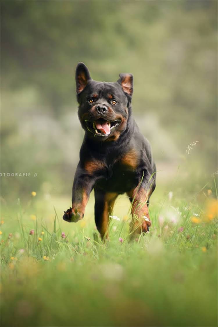 图片 比熊犬产后哺乳期饮食指南：哺乳母犬营养需求与科学喂养方案1.jpg