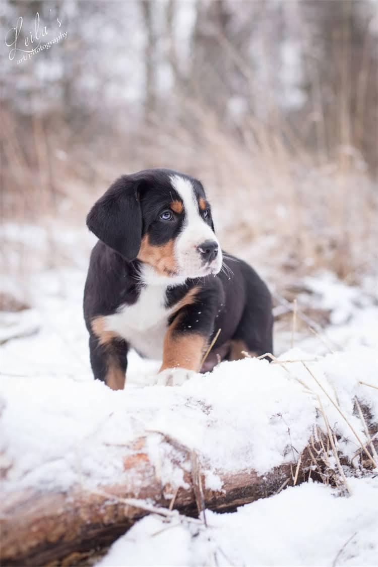 图片 比熊犬产后哺乳期饮食指南：哺乳母犬营养需求与科学喂养方案2.jpg