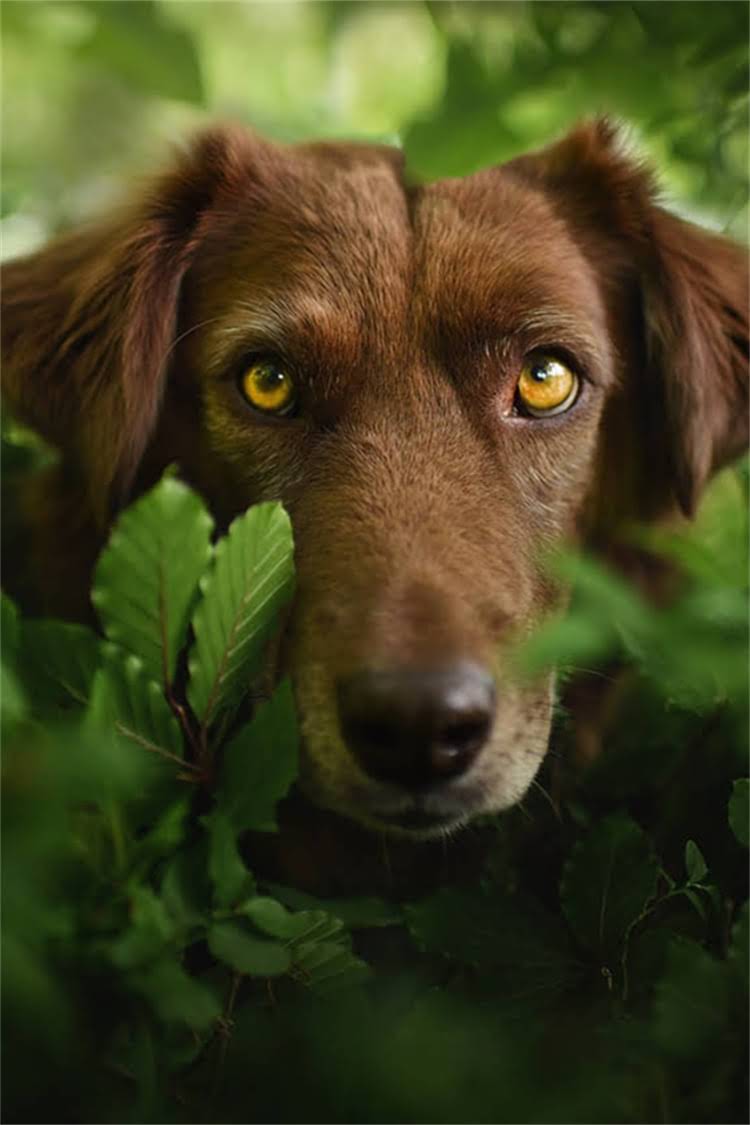 图片 比熊犬价格全：多少钱一只？价格区间及选购指南.jpg