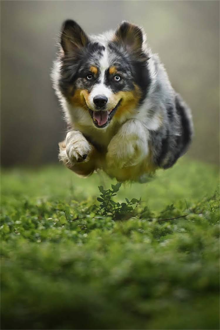 图片 比熊犬价格全：多少钱一只？价格区间及选购指南1.jpg