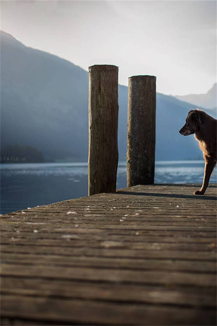 图片 比熊犬价格全：多少钱一只？价格区间及选购指南2.jpg