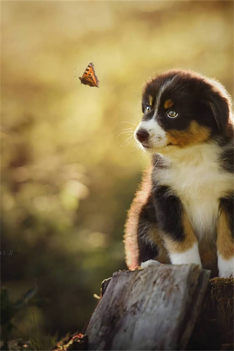 图片 比熊犬几个月能剪发造型？新手必看时间表+造型指南2.jpg