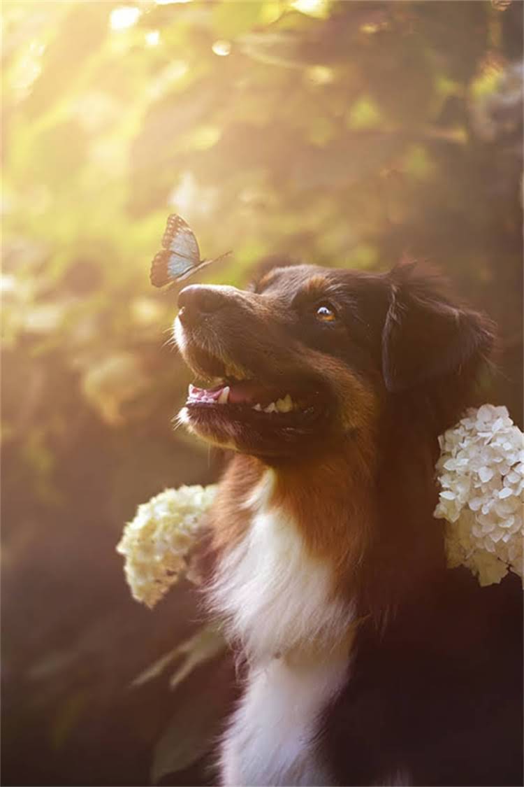 图片 比熊犬出售信息最新整理！价格领养注意事项全攻略（附正规犬舍推荐）1.jpg