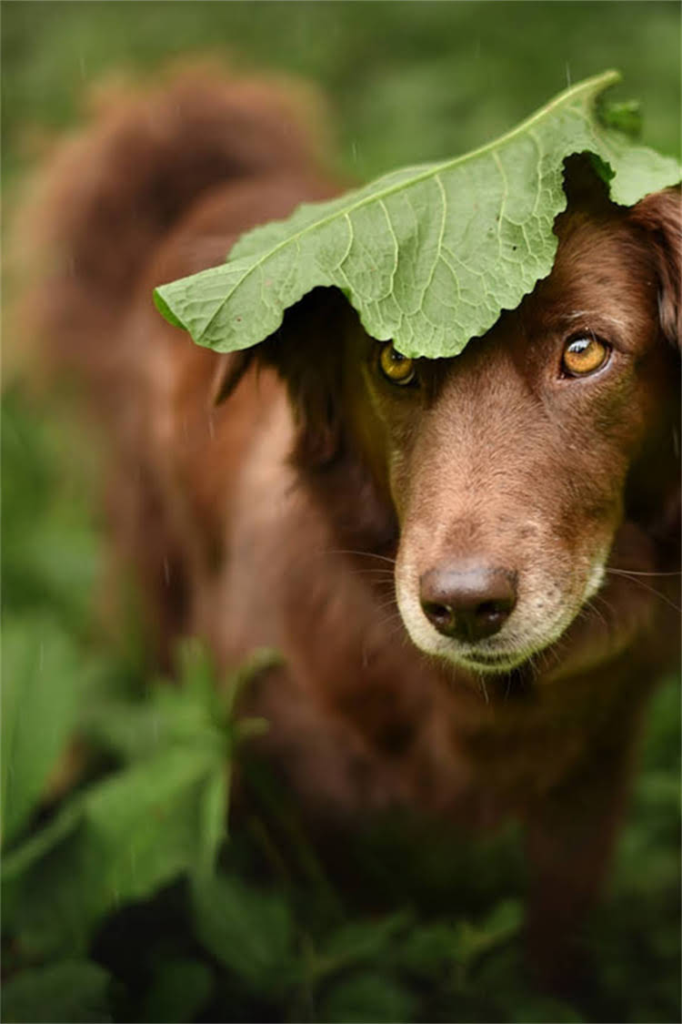 图片 比熊犬到底是直毛还是卷毛？深度毛发类型及养护技巧（附专业对比）.jpg