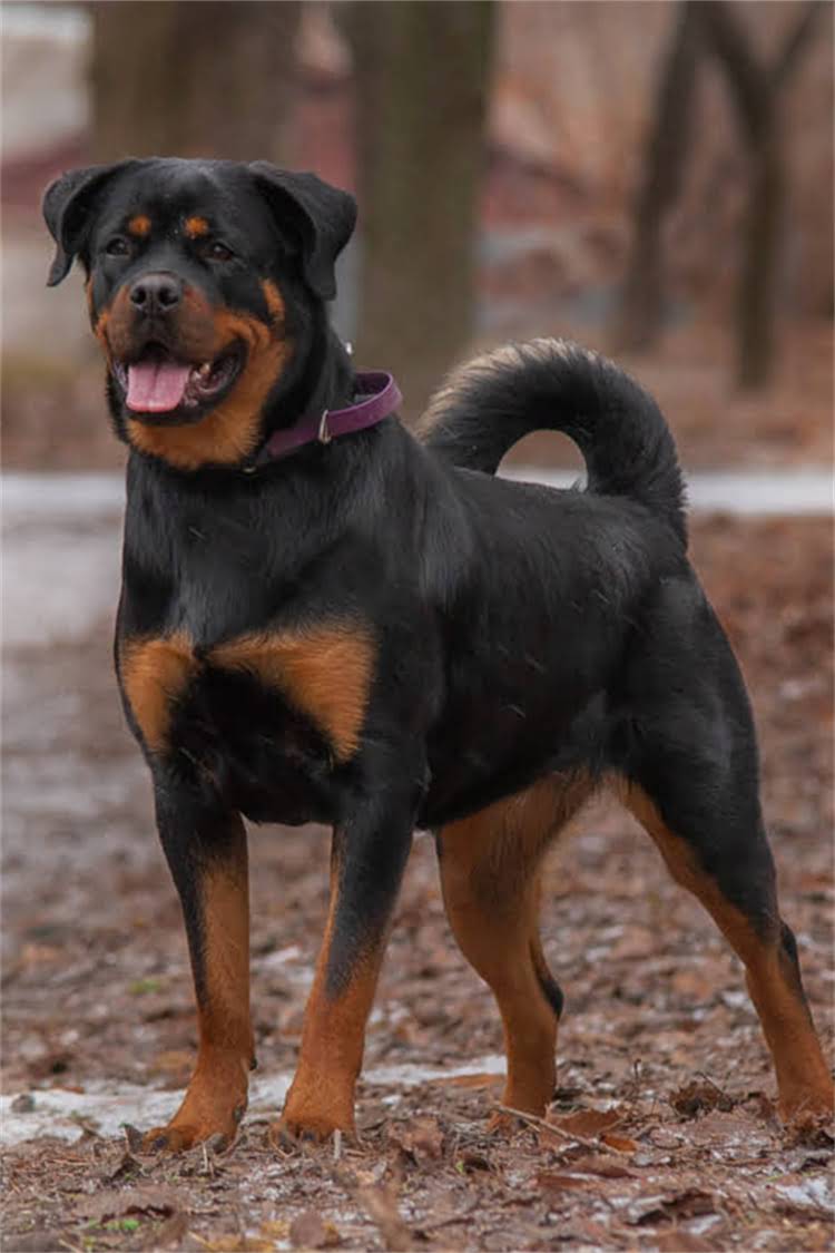 图片 比熊犬到新家打疫苗全流程指南｜新手必看疫苗注意事项.jpg