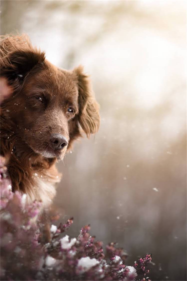 图片 比熊犬到新家打疫苗全流程指南｜新手必看疫苗注意事项1.jpg