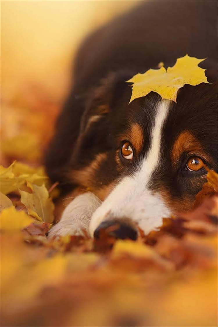 图片 比熊犬剃毛最佳时间+科学方法+注意事项全攻略1.jpg