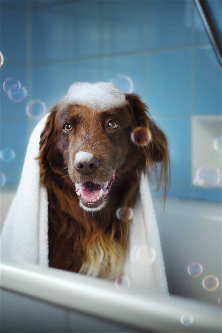 图片 比熊犬吐血又拉肚子怎么办？紧急处理指南与家庭护理全攻略.jpg