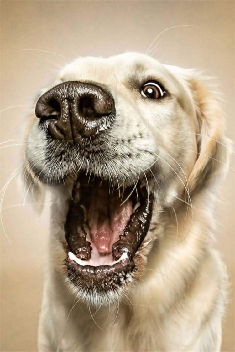 图片 比熊犬吐血又拉肚子怎么办？紧急处理指南与家庭护理全攻略1.jpg