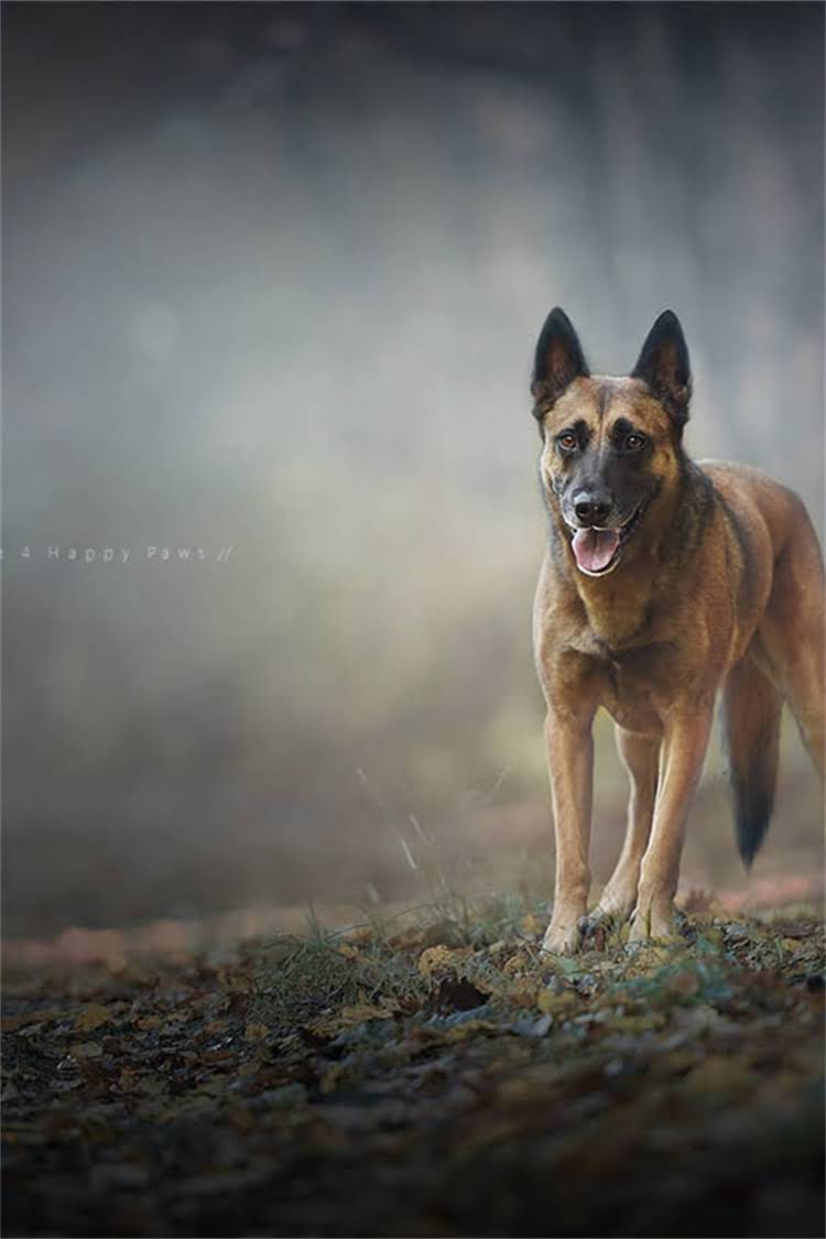 图片 比熊犬吐血又拉肚子怎么办？紧急处理指南与家庭护理全攻略2.jpg