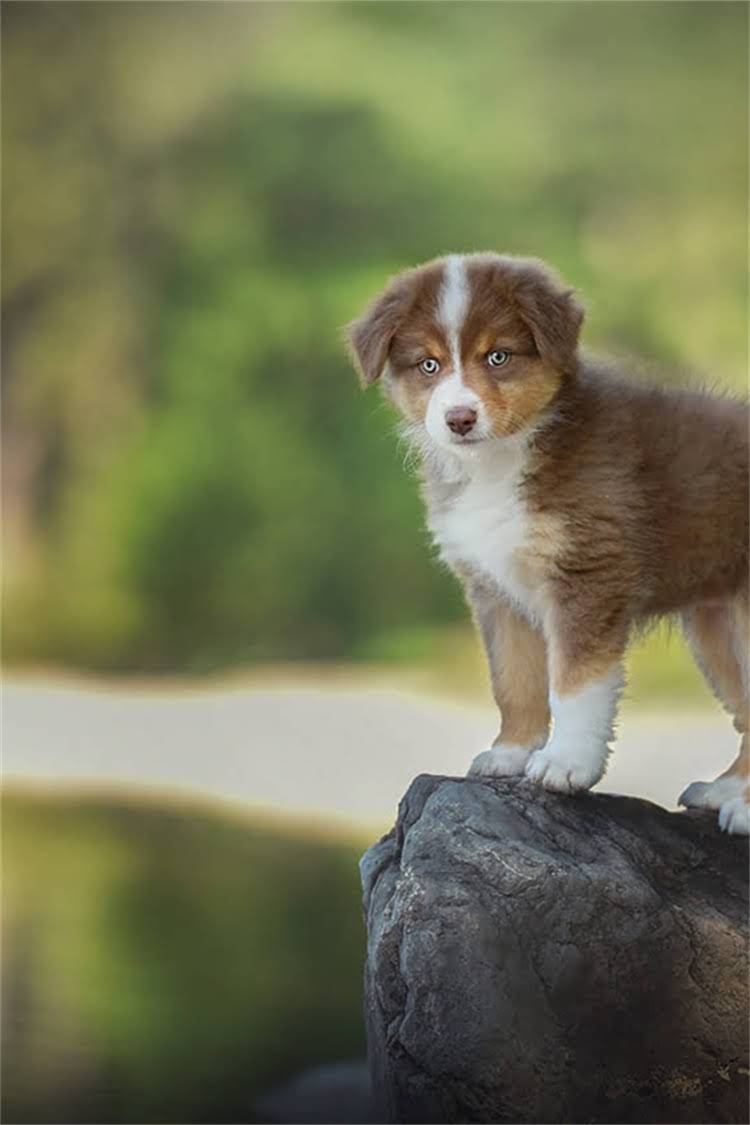 图片 比熊犬咬人怎么办？3步训练法教您纠正幼犬攻击性2.jpg