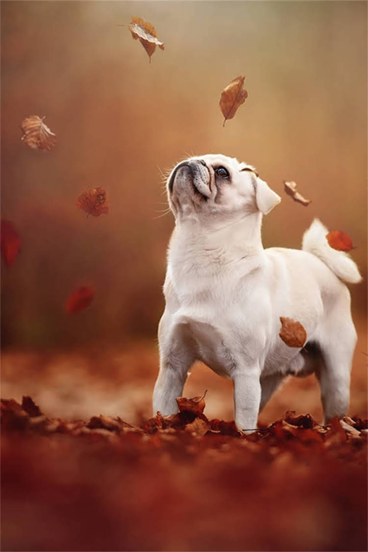 图片 比熊犬坐下训练全攻略：从零基础到精准服从的7天教程（附训练视频）.jpg