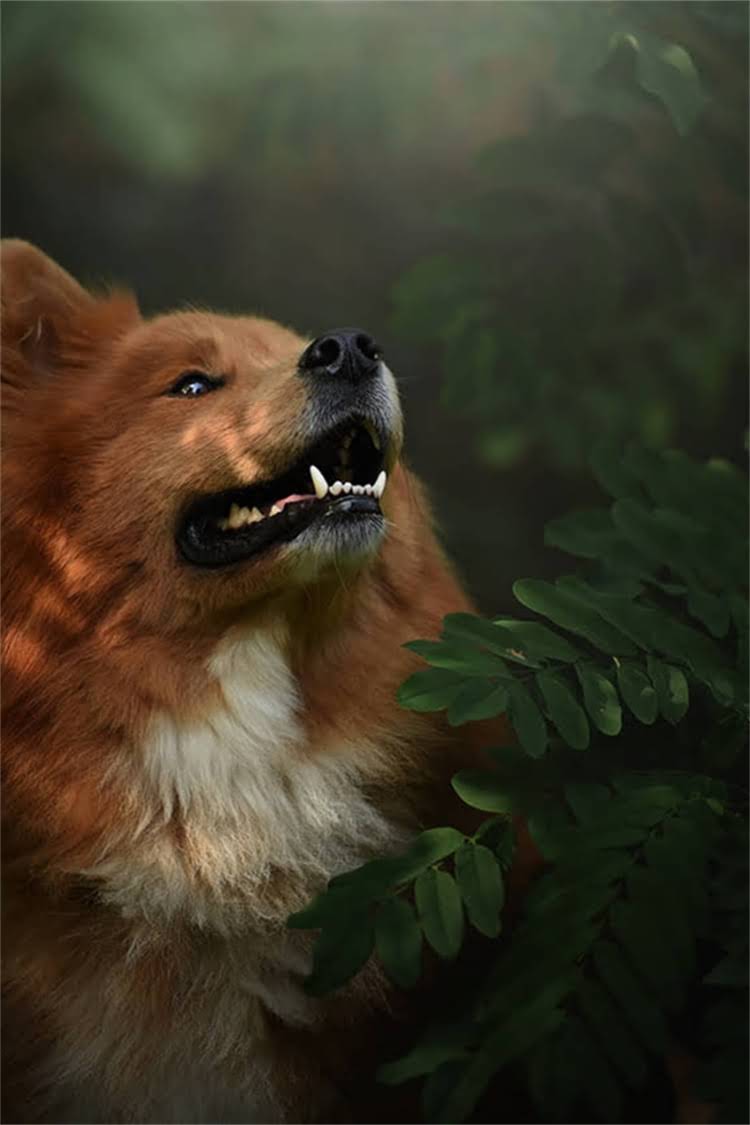 图片 比熊犬坐下训练全攻略：从零基础到精准服从的7天教程（附训练视频）1.jpg