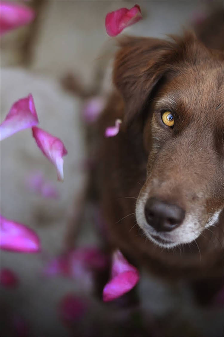 图片 比熊犬坐下训练全攻略：从零基础到精准服从的7天教程（附训练视频）2.jpg