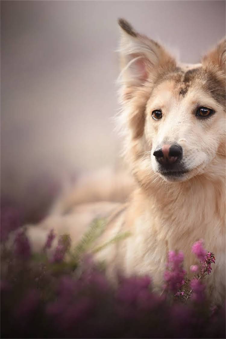 图片 比熊犬多大开始吃美毛粉？科学喂养指南与注意事项全.jpg