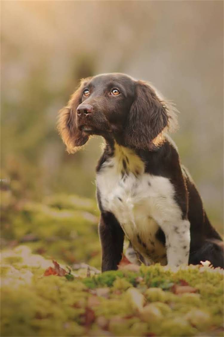 图片 比熊犬天然狗粮选购全攻略：10大推荐品牌及科学喂养指南.jpg