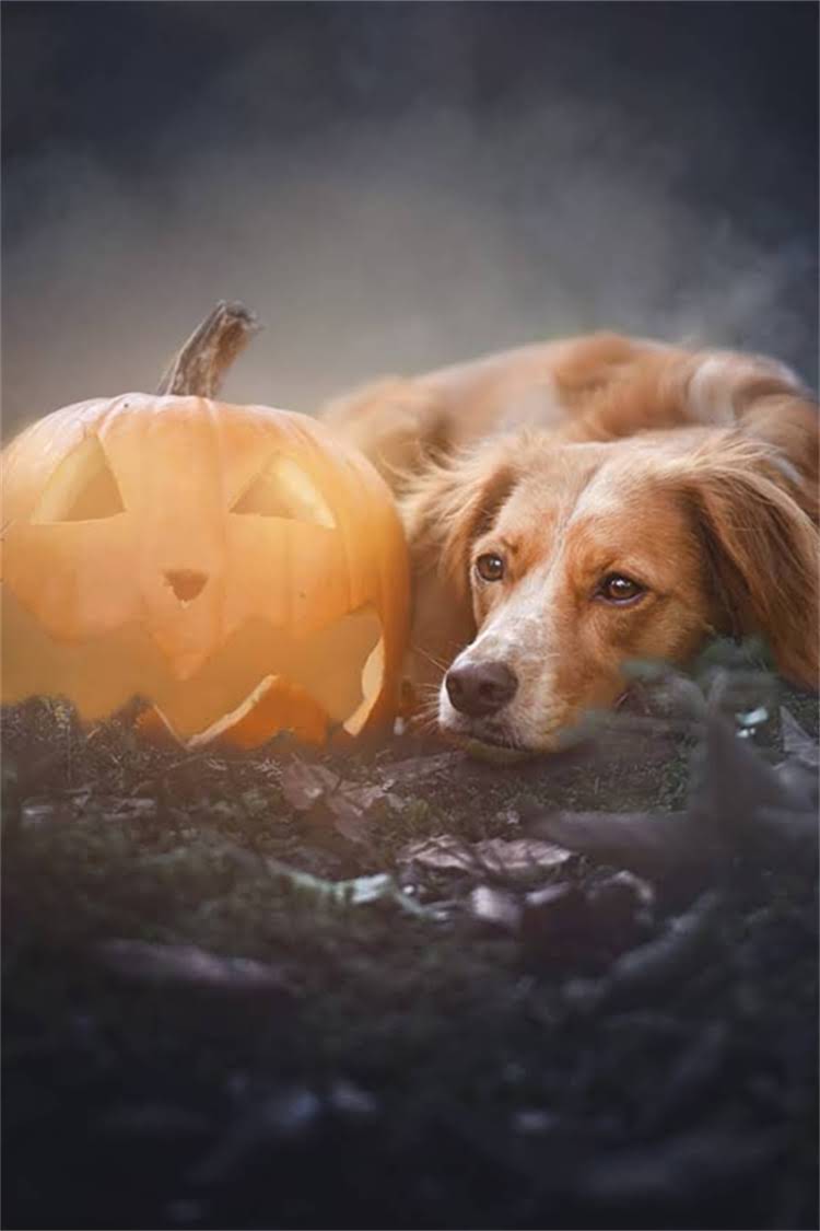 图片 比熊犬天然狗粮选购全攻略：10大推荐品牌及科学喂养指南1.jpg