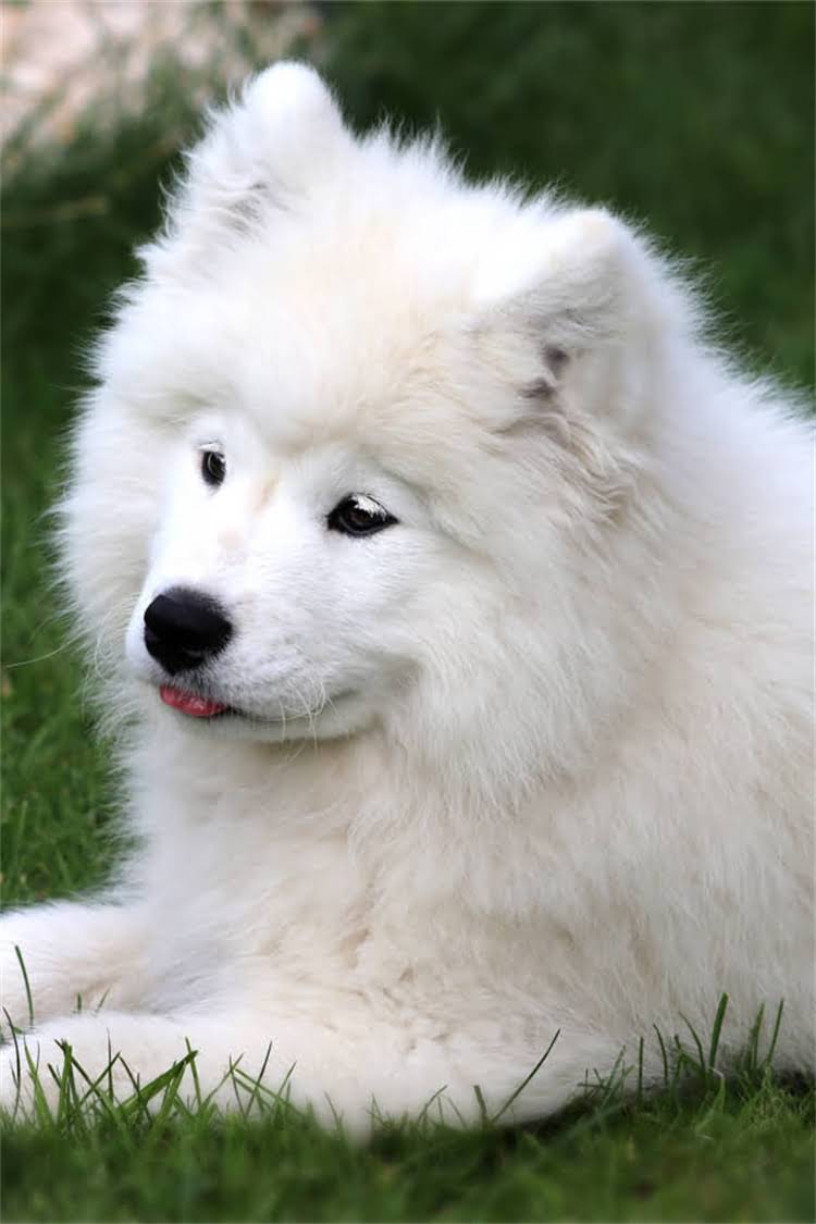 图片 比熊犬天然狗粮选购全攻略：10大推荐品牌及科学喂养指南2.jpg