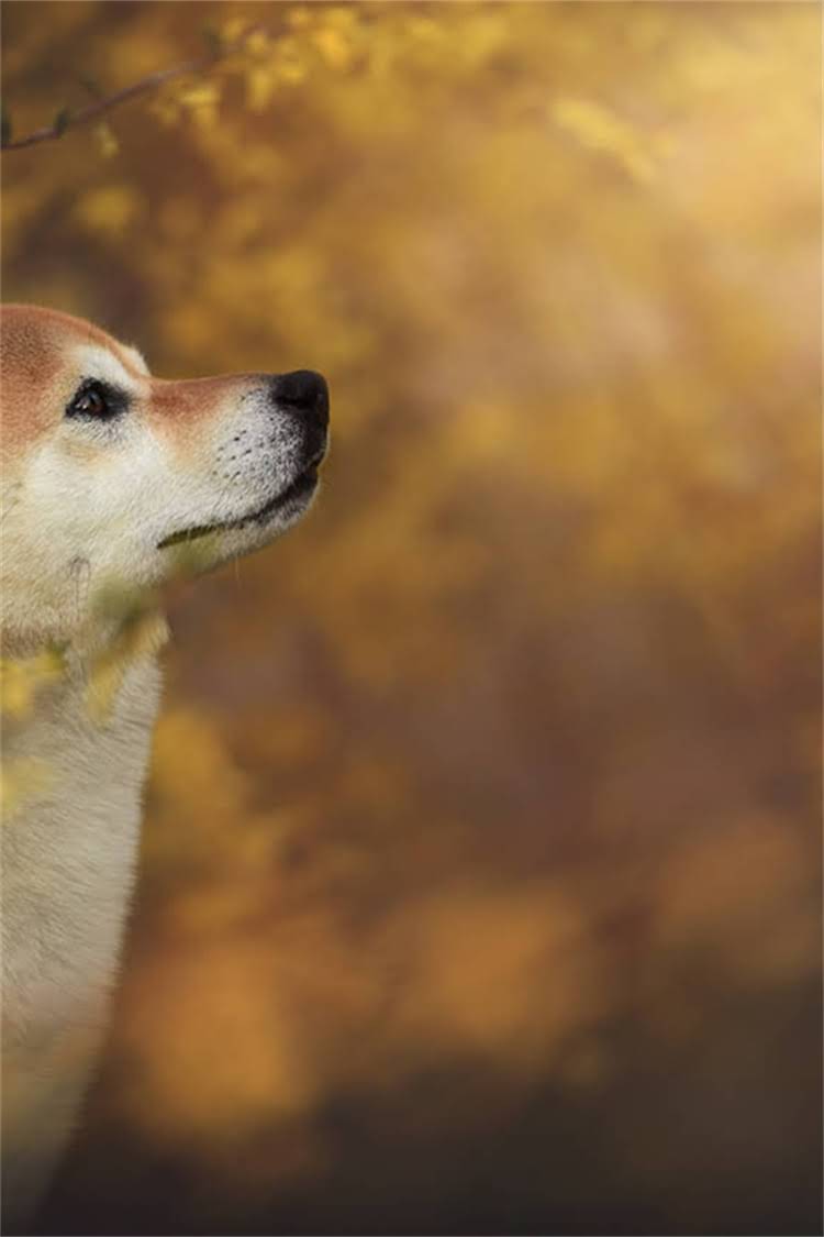 图片 比熊犬年龄判断全攻略：从外貌特征到成长阶段科学鉴定（附对比图）.jpg