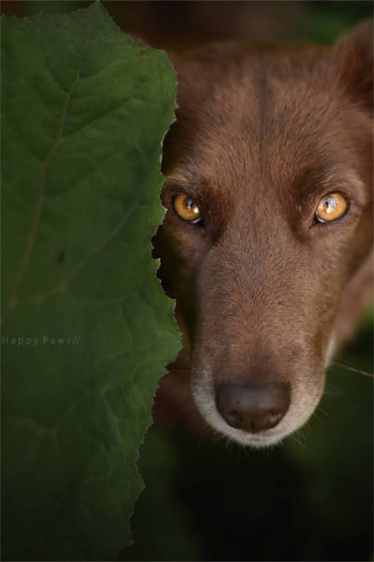 图片 比熊犬微信动态表情包制作全攻略：超全教程+免费下载渠道+使用技巧.jpg