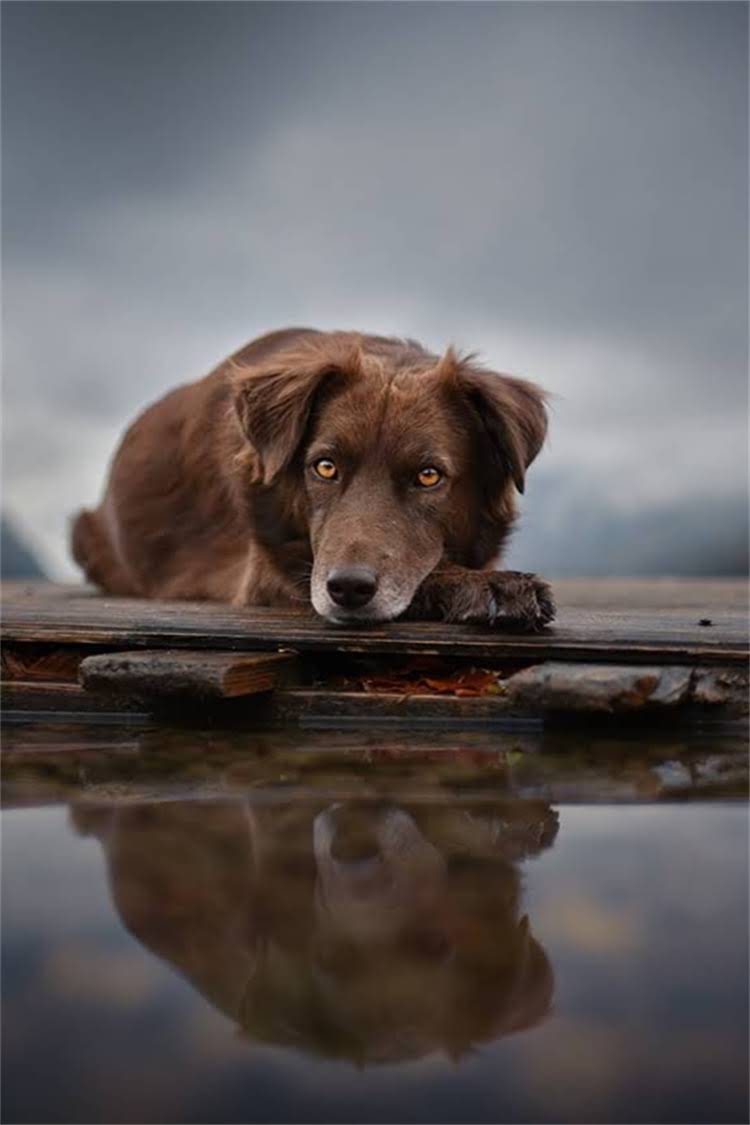 图片 比熊犬微信动态表情包制作全攻略：超全教程+免费下载渠道+使用技巧1.jpg