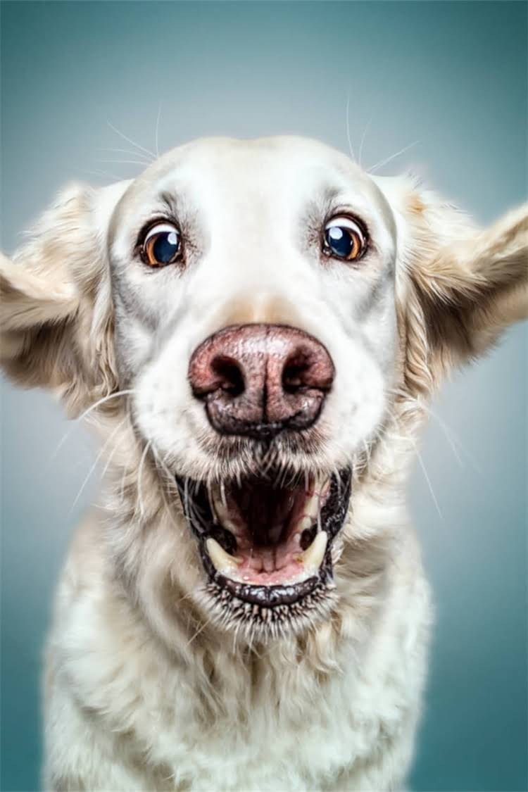 图片 比熊犬怀孕接生全指南：从产前准备到产后护理的36小时.jpg