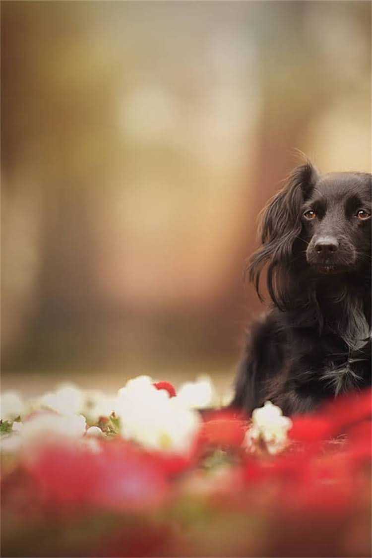 图片 比熊犬怀孕接生全指南：从产前准备到产后护理的36小时1.jpg