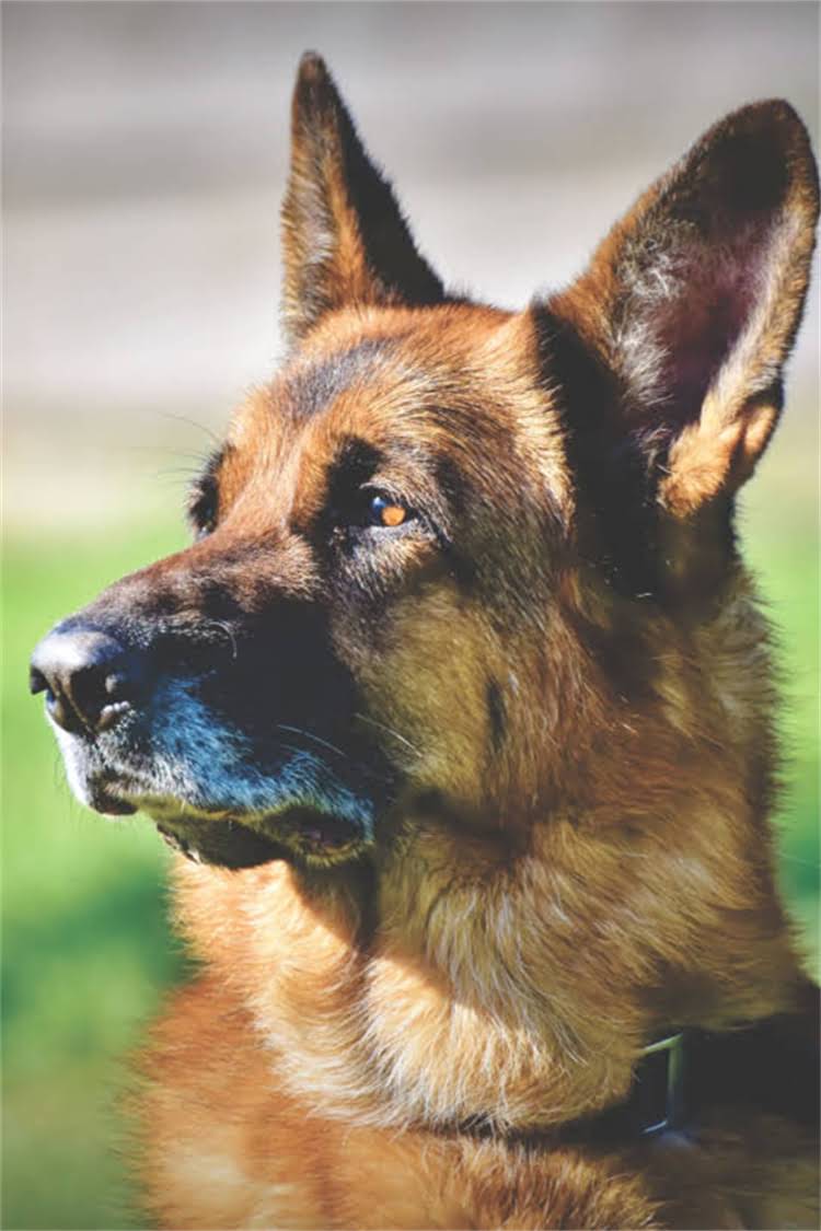 图片 比熊犬怀孕期误食白萝卜的紧急处理指南：营养摄入与母犬健康全1.jpg