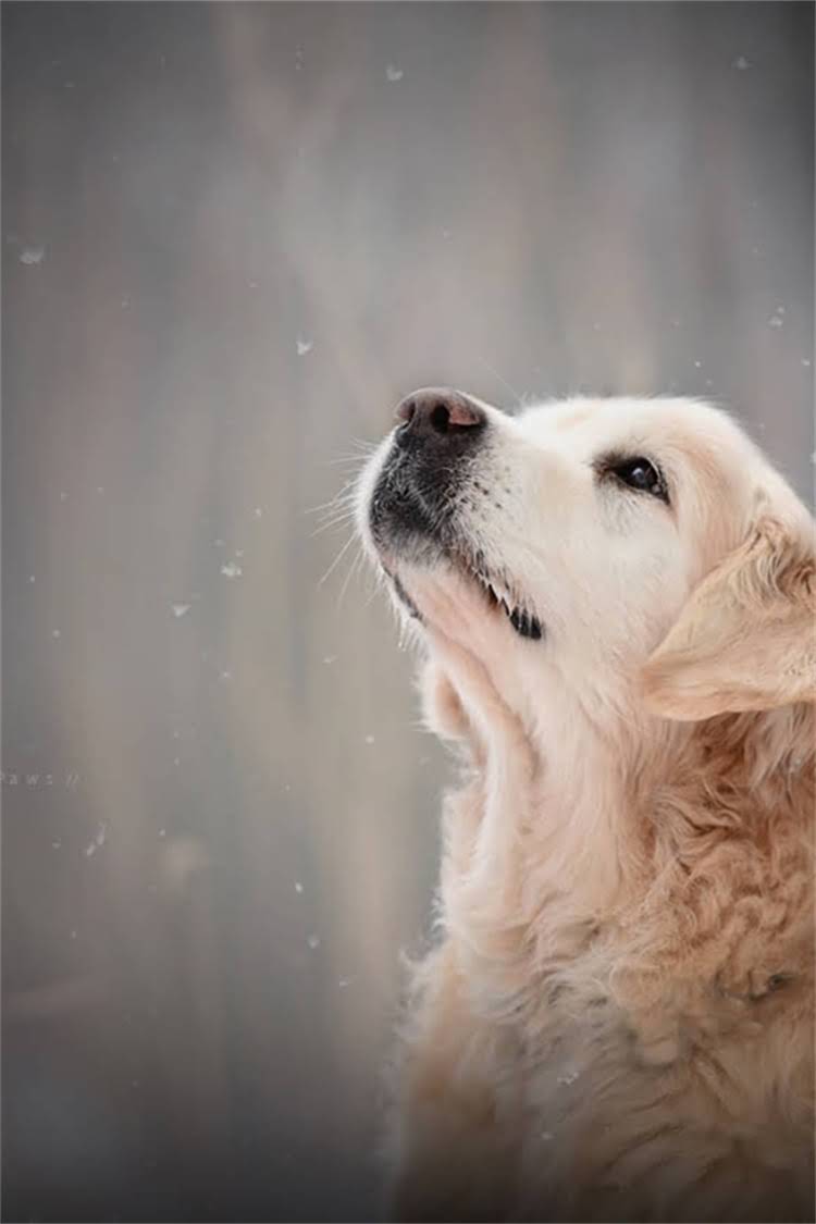 图片 比熊犬怕冷还是怕热？冬季保暖与夏季降温全攻略.jpg