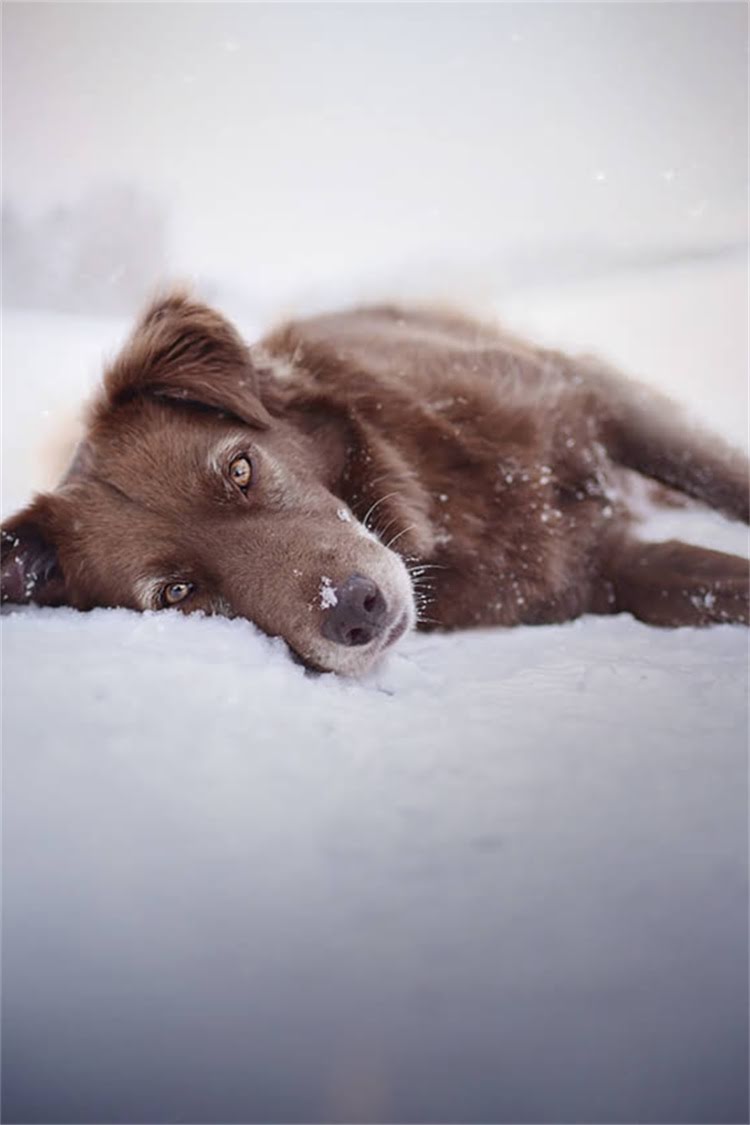 图片 比熊犬感冒呕吐怎么办？3大症状识别+家庭护理指南，紧急处理步骤全.jpg