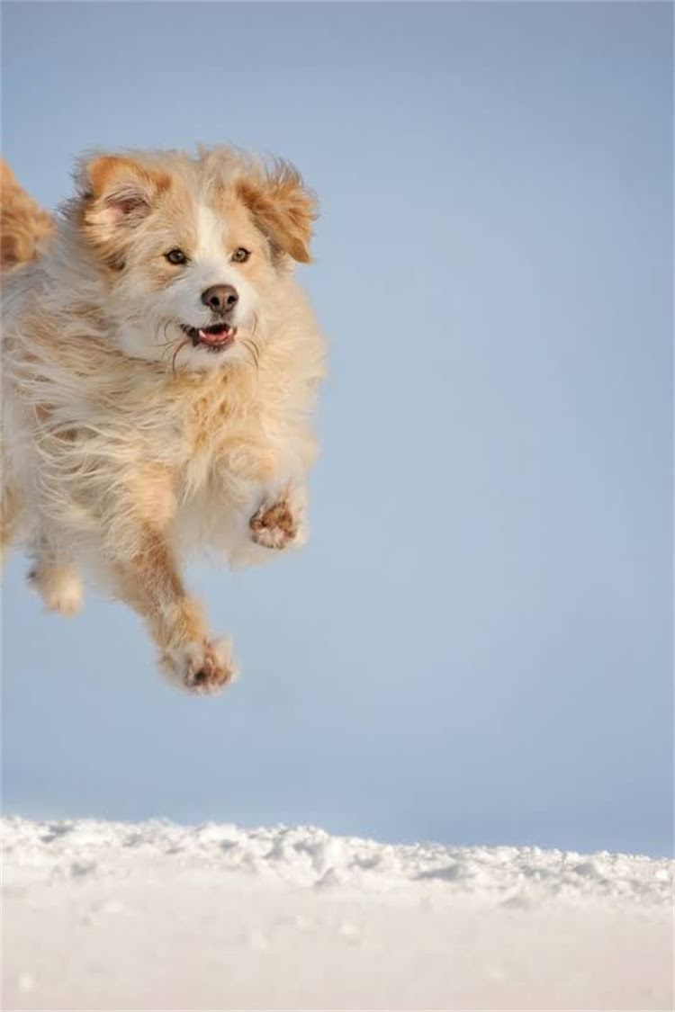 图片 比熊犬感冒呕吐怎么办？3大症状识别+家庭护理指南，紧急处理步骤全2.jpg