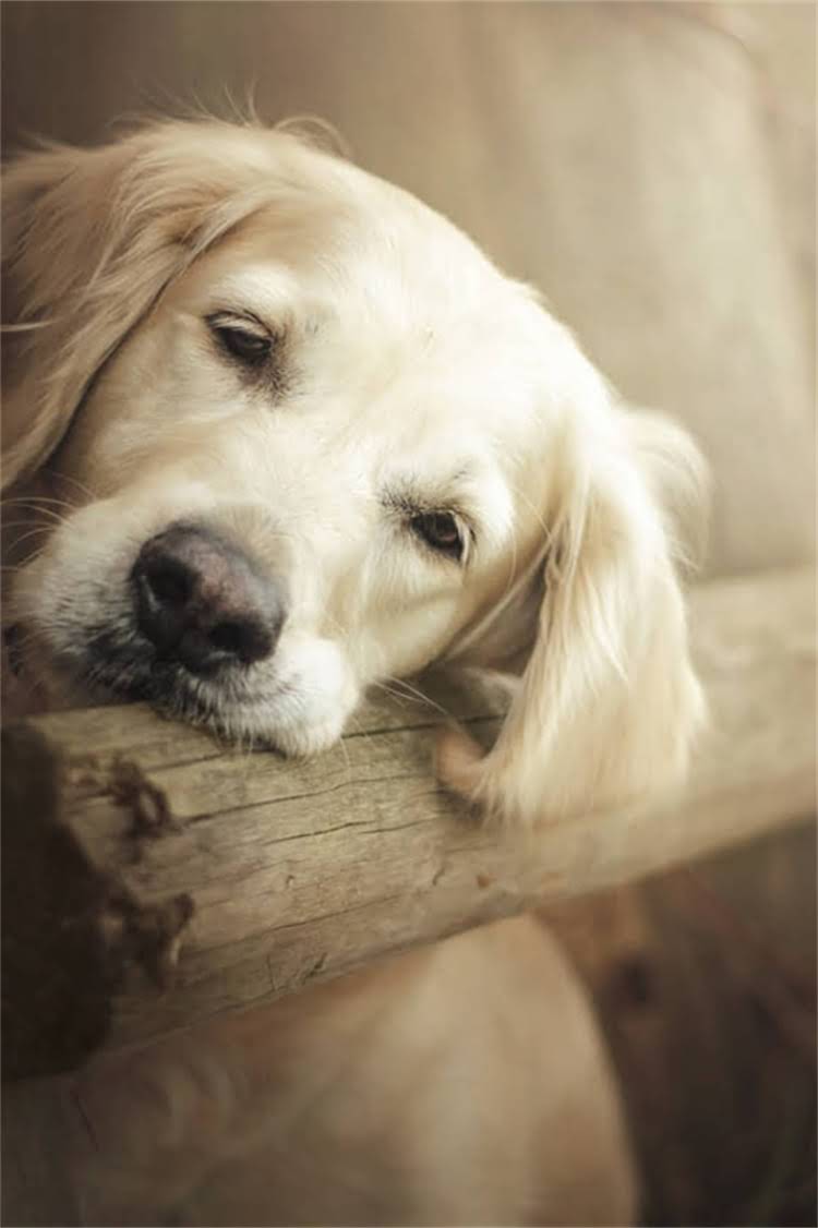 图片 比熊犬拉肚子拉稀怎么办？紧急处理方法+家庭护理+预防复发全攻略（附症状图解）2.jpg